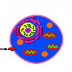 Cytoplasm