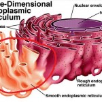 Endoplasmic Reticulum
