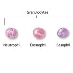 Granulocytes