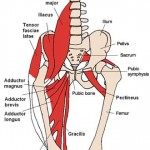 Groin Muscle