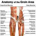 Groin Muscle