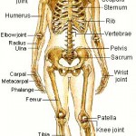 Functions of the Skeletal System