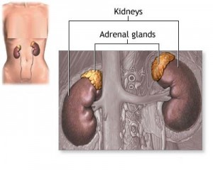 Adrenal Gland Tumor