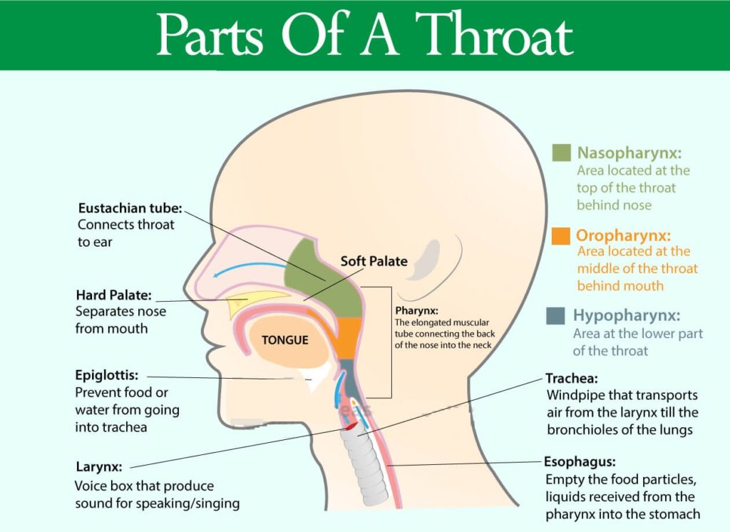 Throat Anatomy