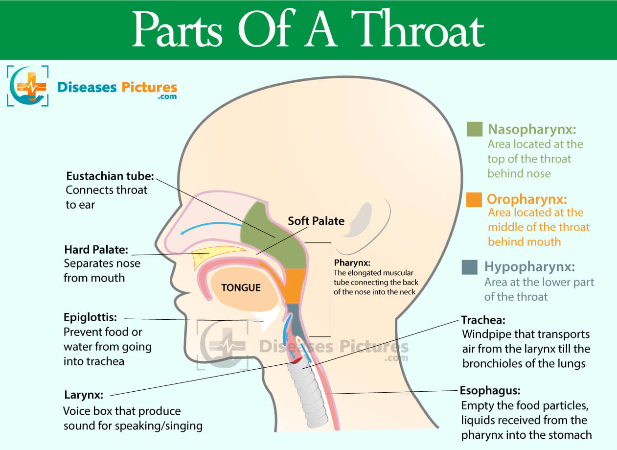 Throat Anatomy Throat Parts, Pictures, Functions HealthMD