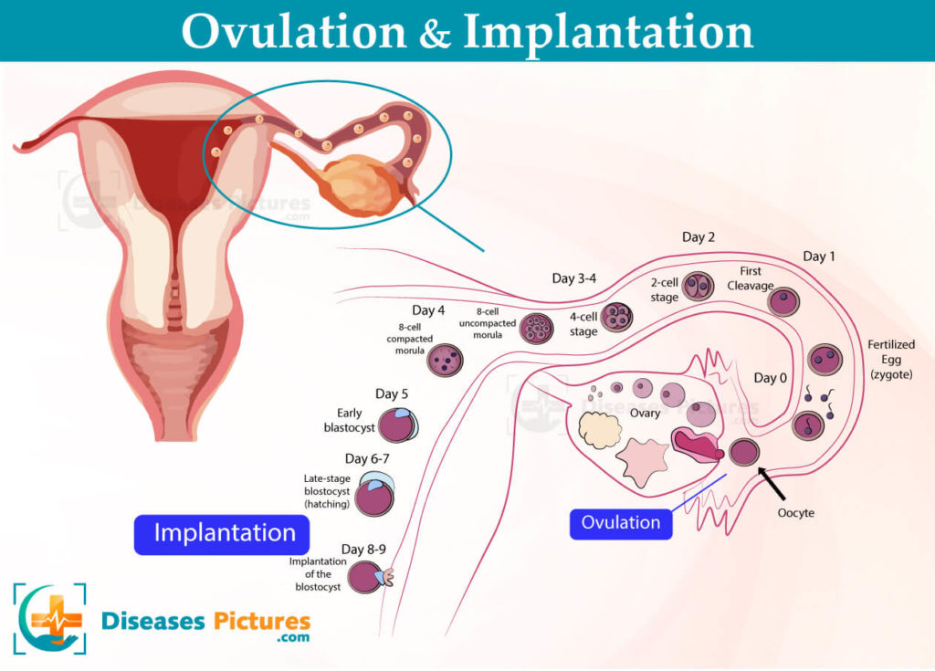 Ovulation To Implantation