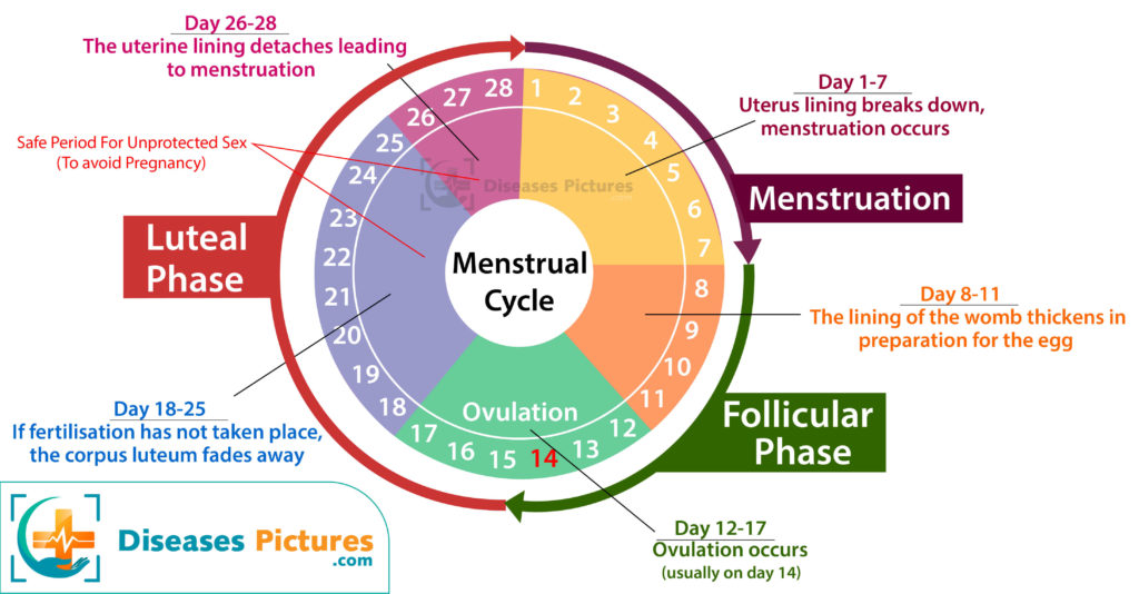 Ciclo menstrual duración