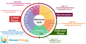 Menstrual Cycle 300x156 
