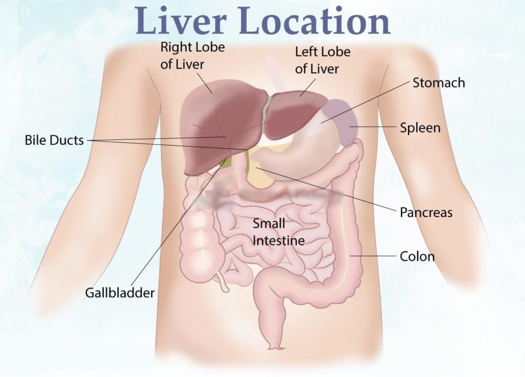 Liver Location